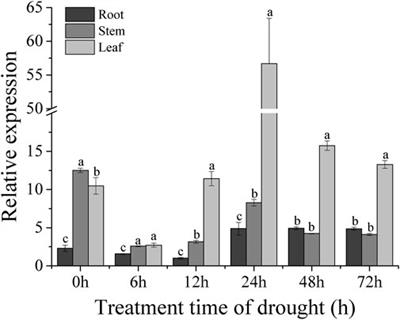 The sweet potato B-box transcription factor gene IbBBX28 negatively regulates drought tolerance in transgenic Arabidopsis